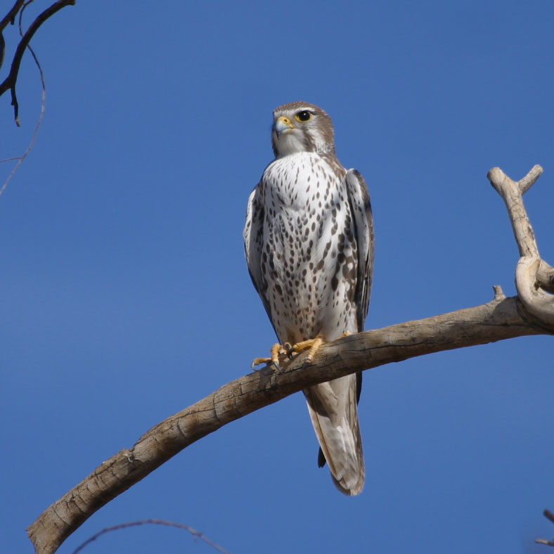 Prairie Falcon