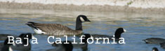 Baja California