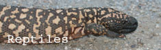 Reptiles