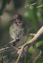 Anna's Hummingbird