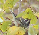 Golden-crowned Kinglet