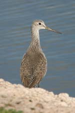 Greater Yellowlegs