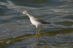 Greater Yellowlegs