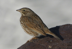 Savannah (Large-billed) Sparrow