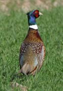 Ring-necked Pheasant