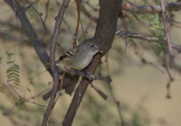 Gray Flycatcher