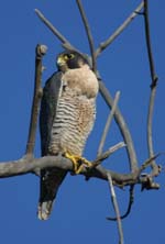 Peregrine Falcon