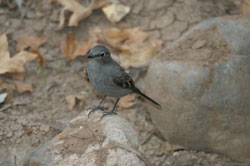 Townsend's Solitaire
